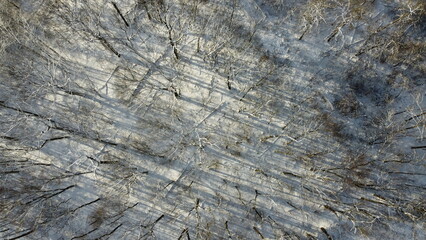 wood texture