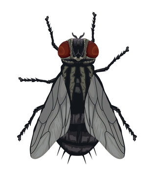 fly insect animal