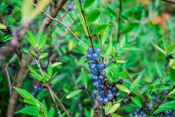 Deep glossy poisonous blue berriesberries in autumn