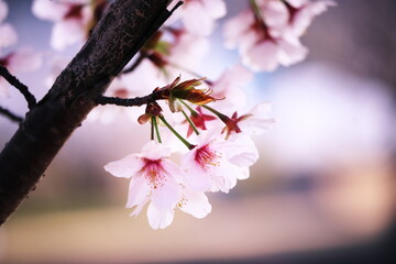 春の日差しを浴びて輝く美しい桜