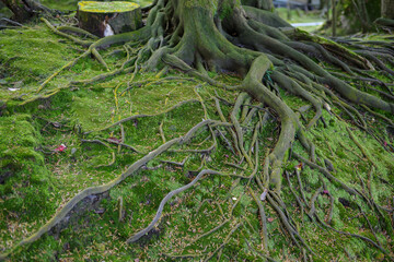 日本庭園の苔の生えた木の根