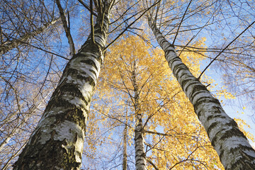 Fototapeta premium White birch trees with yellow leaves in blue sky, bottom up view, autumn nature, sunny fall weather