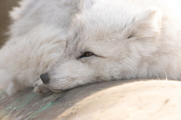 portrait of a white fox