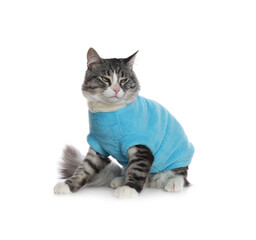 Cute cat wearing stylish pet clothes on white background
