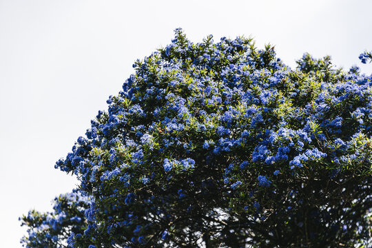 pacific blue ceanothus tree with blue flowers outdoor on an overcast day in spring in Tasmania,  Australia
