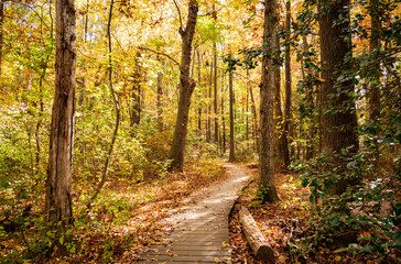 Fall Colors