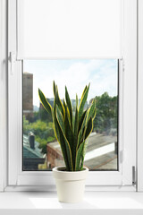 Window with blinds and potted Sansevieria plant on sill indoors