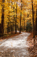 Obraz premium Yellow Color Path