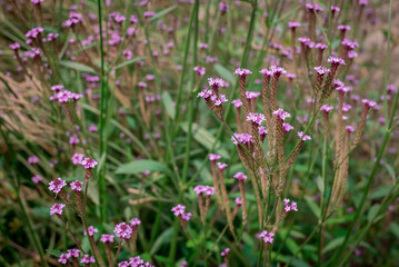 In autumn, the flowers bloom in the park, purple Verbena bonariensis