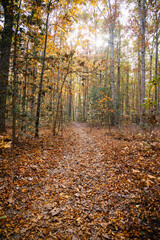 Obraz premium Fall Path