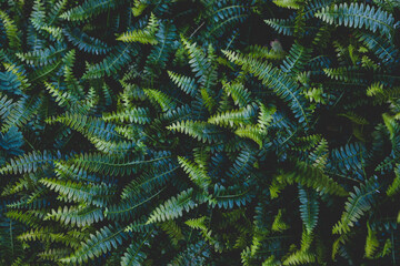 tropical looking green fern with thick foliage close-up shot for background or texture