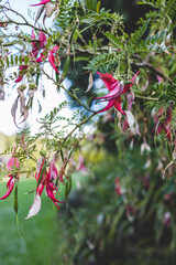 native New Zealander Clianthus Maximus Kaka Beak plant with pink flowers at shallow depth of field