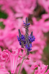 Lavender growing in summer garden closeup