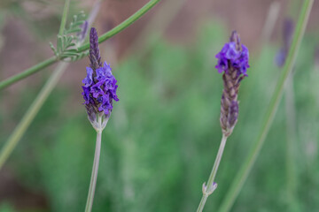 Lavender growing in summer garden closeup