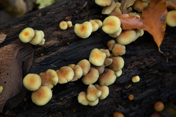 Wild mushrooms on a fallen tree