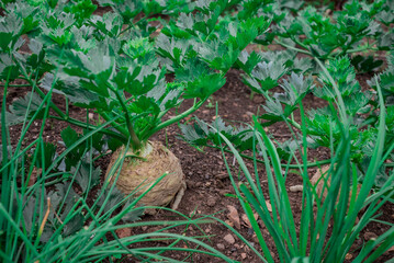 This is a vegetable garden beetroots,cceleriac, Swiss Chard