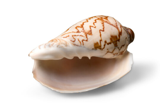 Sea shell on white background