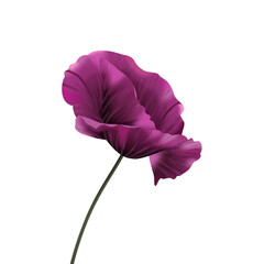 Fioletowy mak - piękny rozwinięty kwiat. Ręcznie rysowana botaniczna ilustracja.