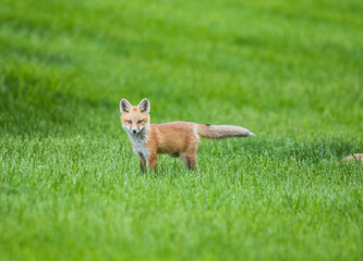 fox in the grass