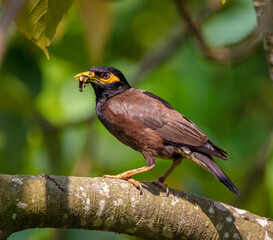 Mynha bird