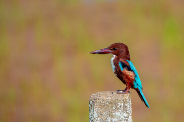 White-throated kingfisher