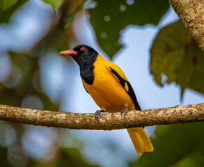 black hooded oriole