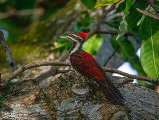 Flameback woodpecker