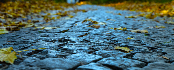 The road is strewn with yellow autumn leaves. autumn background. autumn road
