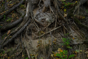 The root system of a tree. tree structure