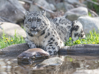 snow leopard © Jodi