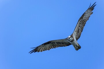青空バックに獲物を探して頭上を旋回するミサゴ