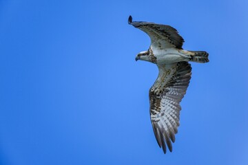 青空バックに悠然と飛ぶミサゴの飛翔シーン