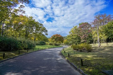 青空バックに見る色づき始めたモミジの紅葉の情景＠大阪