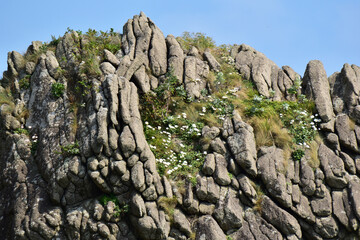 柱状節理の崖にハマギク