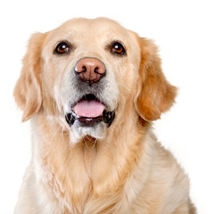 Golden Retriever's Head Close-Up - isolated image