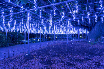イルミネーション　あしかがフラワーパーク