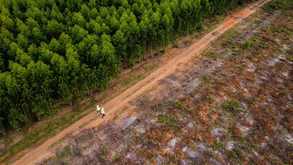 Biologists out in the field examine eucalyptus forests with data records for research. Male and...