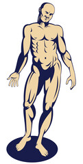 illustration of the male human anatomy standing with arms on side
