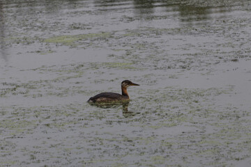 A Red Necked Grebe in the Water