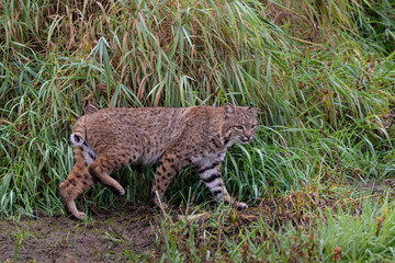 Oregon bobcat searching for food