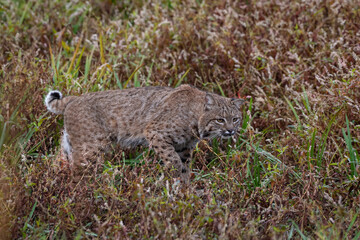 stalking bobcat in western Oregon