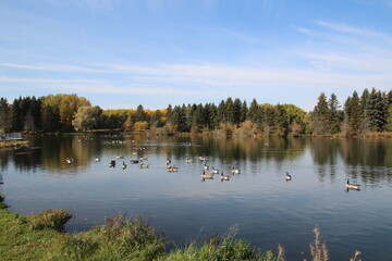 lake in autumn forest, William Hawrelak Park, Edmonton, Alberta