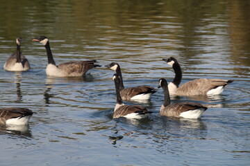 country goose family