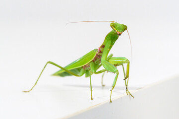 The green praying mantis, white background