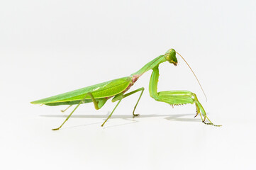 The green praying mantis, white background