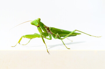 The green praying mantis, white background