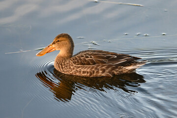 A migrating Northern Shoveler (Spatula clypeata) swims across Reflections Lake, Alaska.