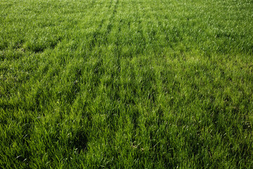 Meadow with green grass. Field with fresh, juicy livestock feed. Agriculture.