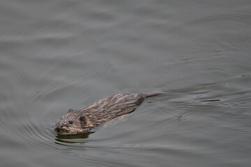 A Muskrat (Ondatra zibethicus) swims in Reflections Lake, Alaska.