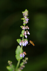 Scenery where a horsefly is coming to suck the pollen of the yamahakka (Isodon) flower.